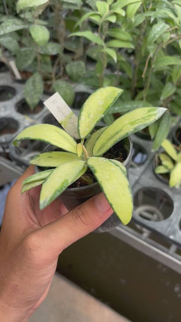 Hoya acuta variegated