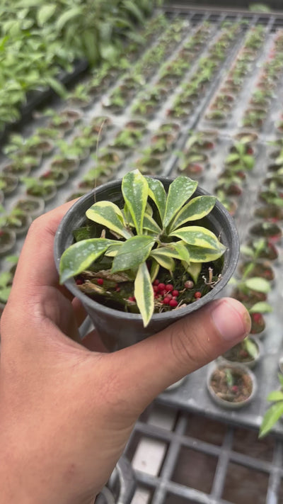 Hoya bakoensis variegated 　4~５センチカップ植え Hoya Bakoensis 