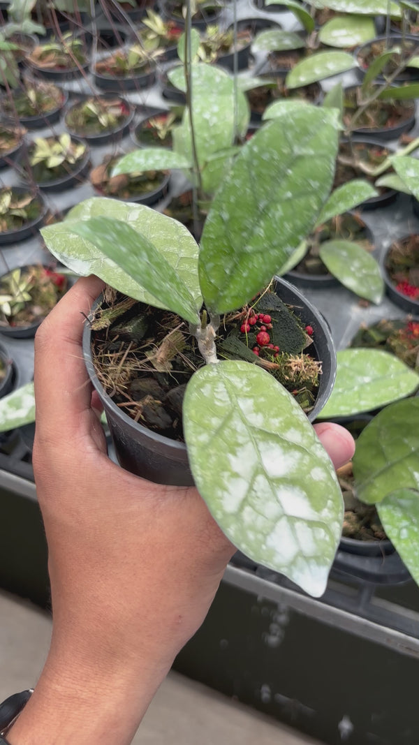 Hoya Sp west kalimantan