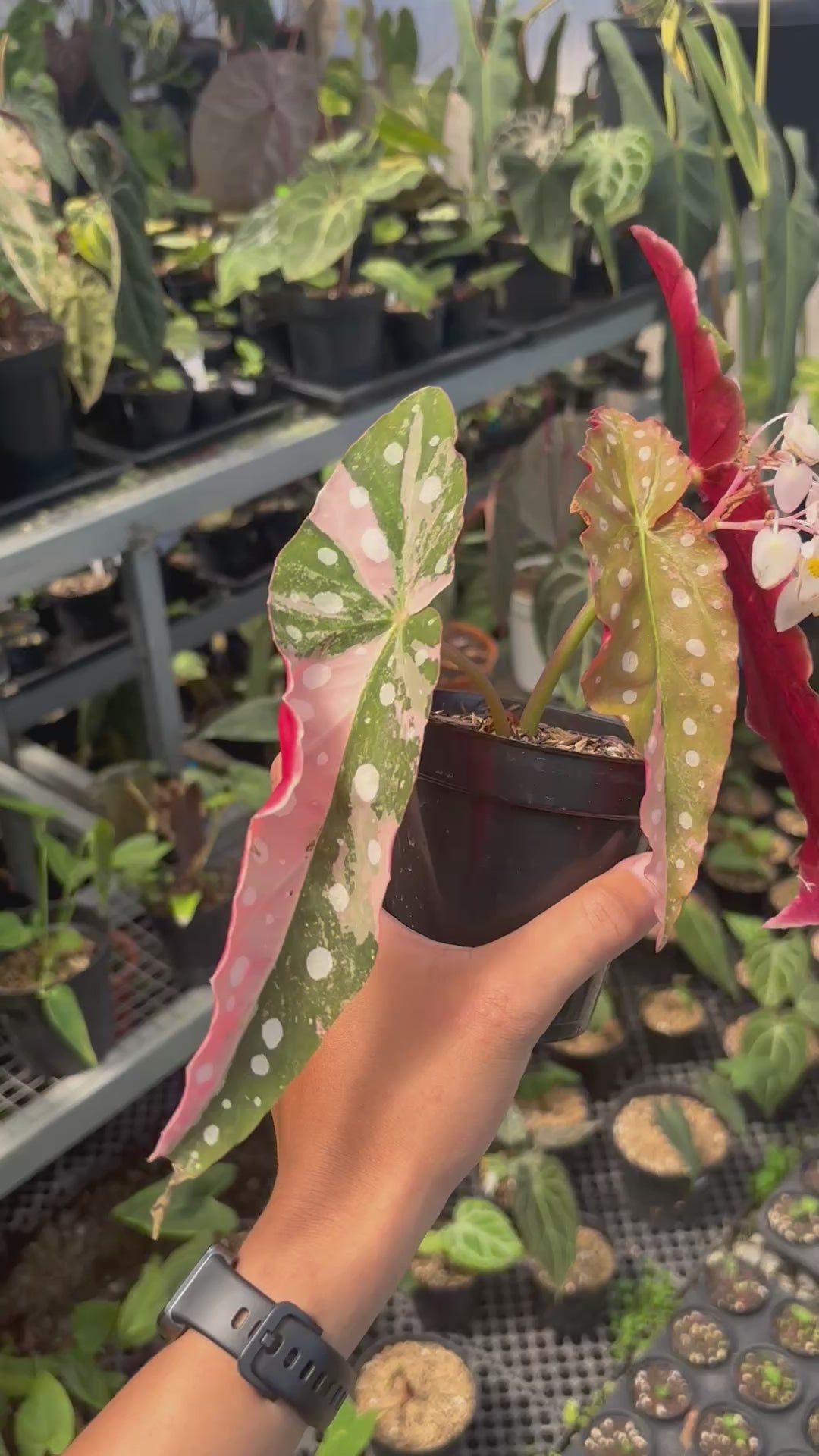 Begonia maculata variegated