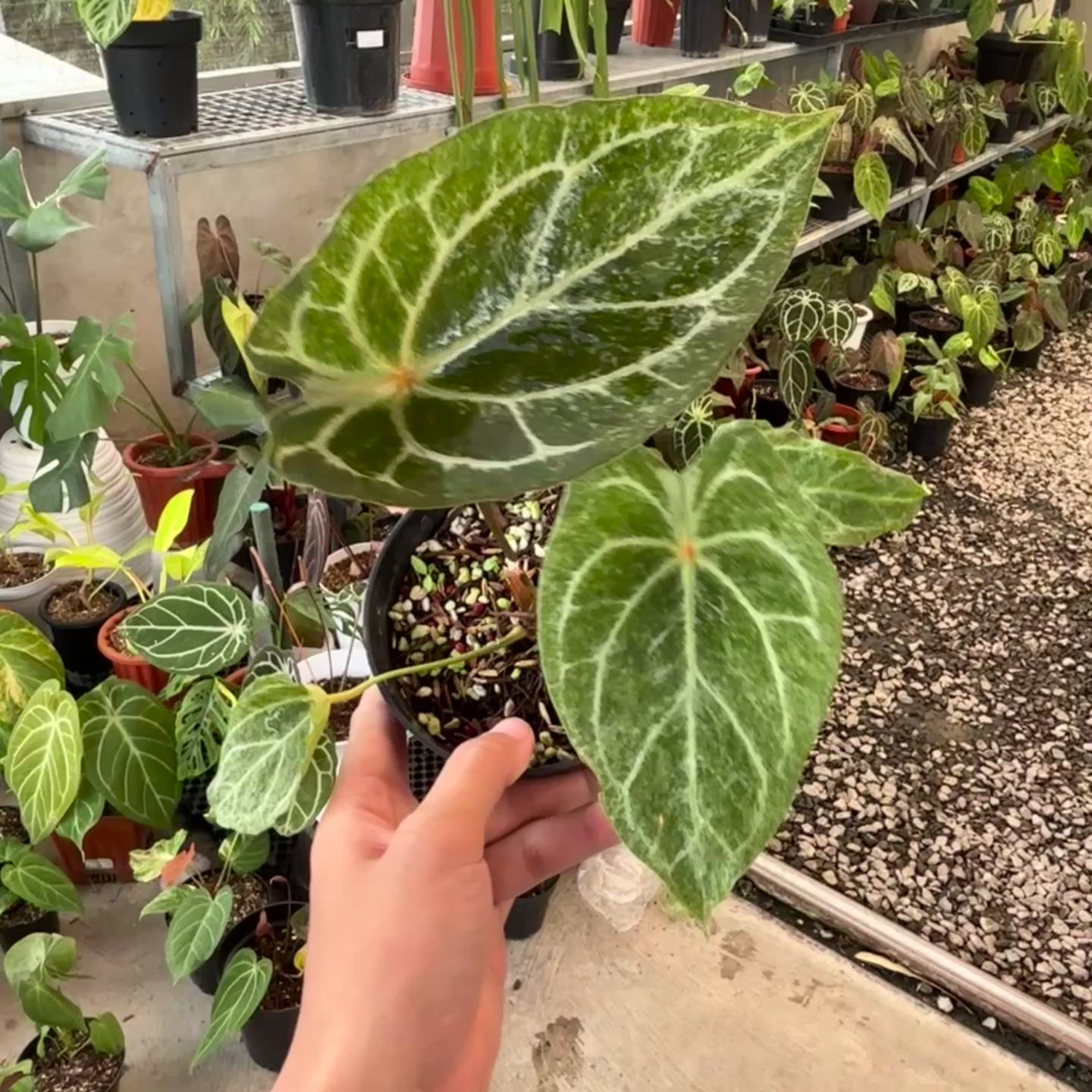Anthurium red spider platinum variegated