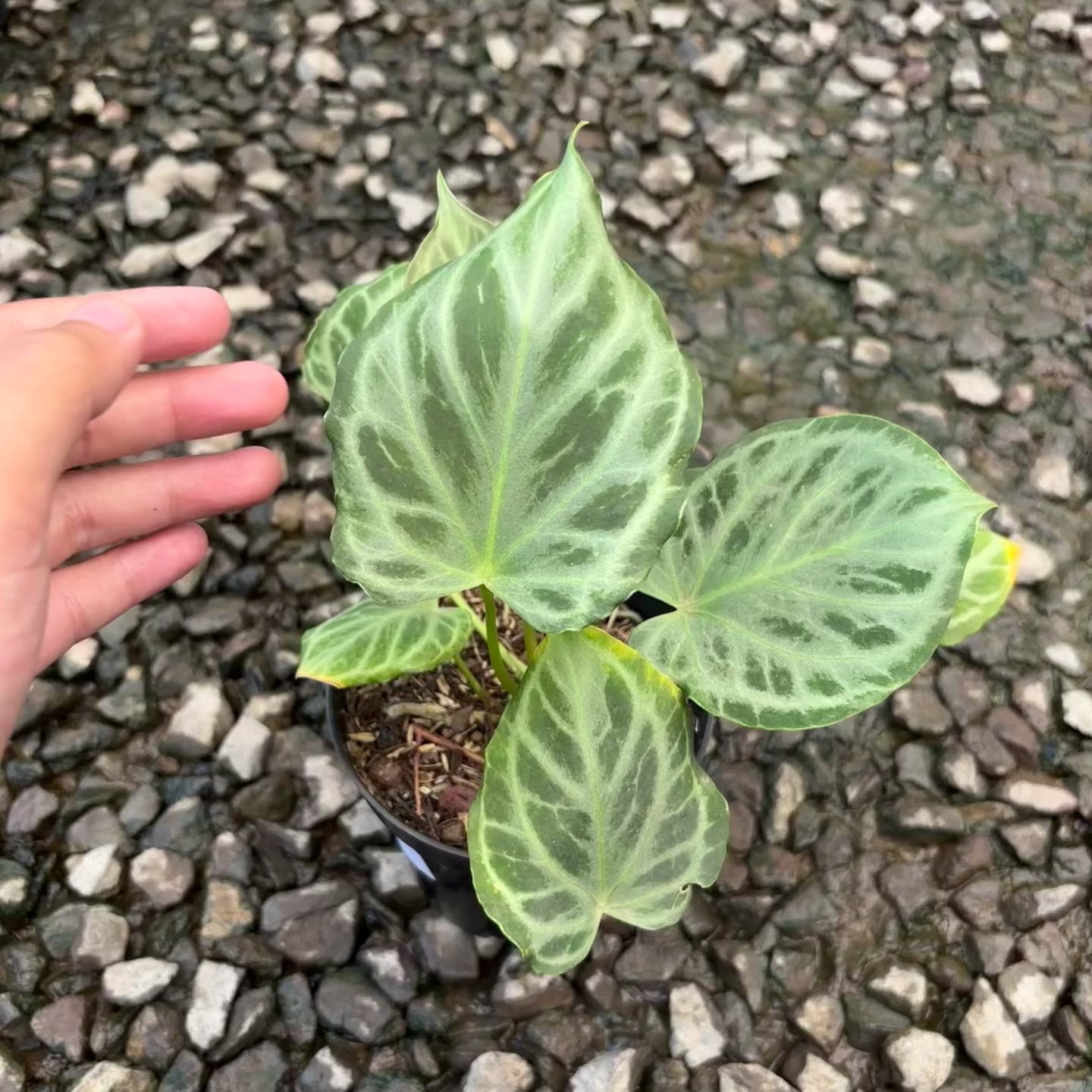 Anthurium silver tiger