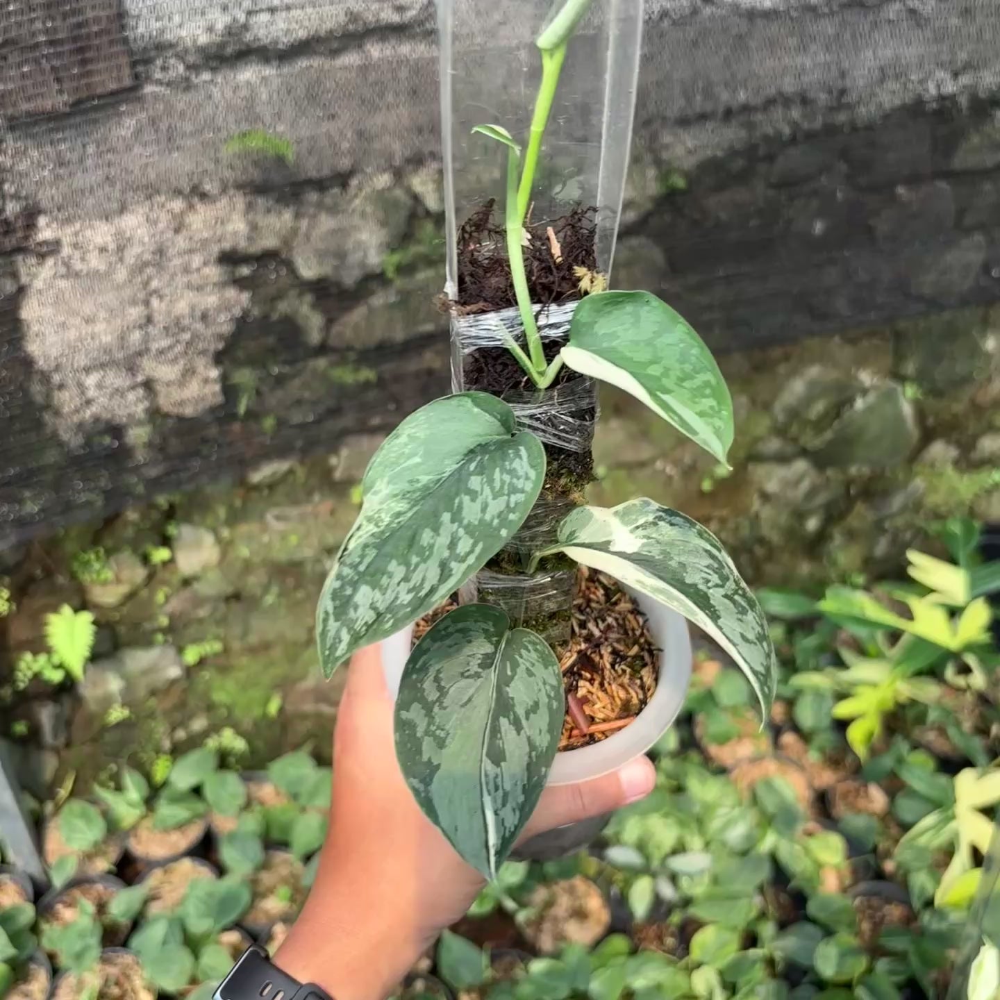Scindapsus exotica albo variegated