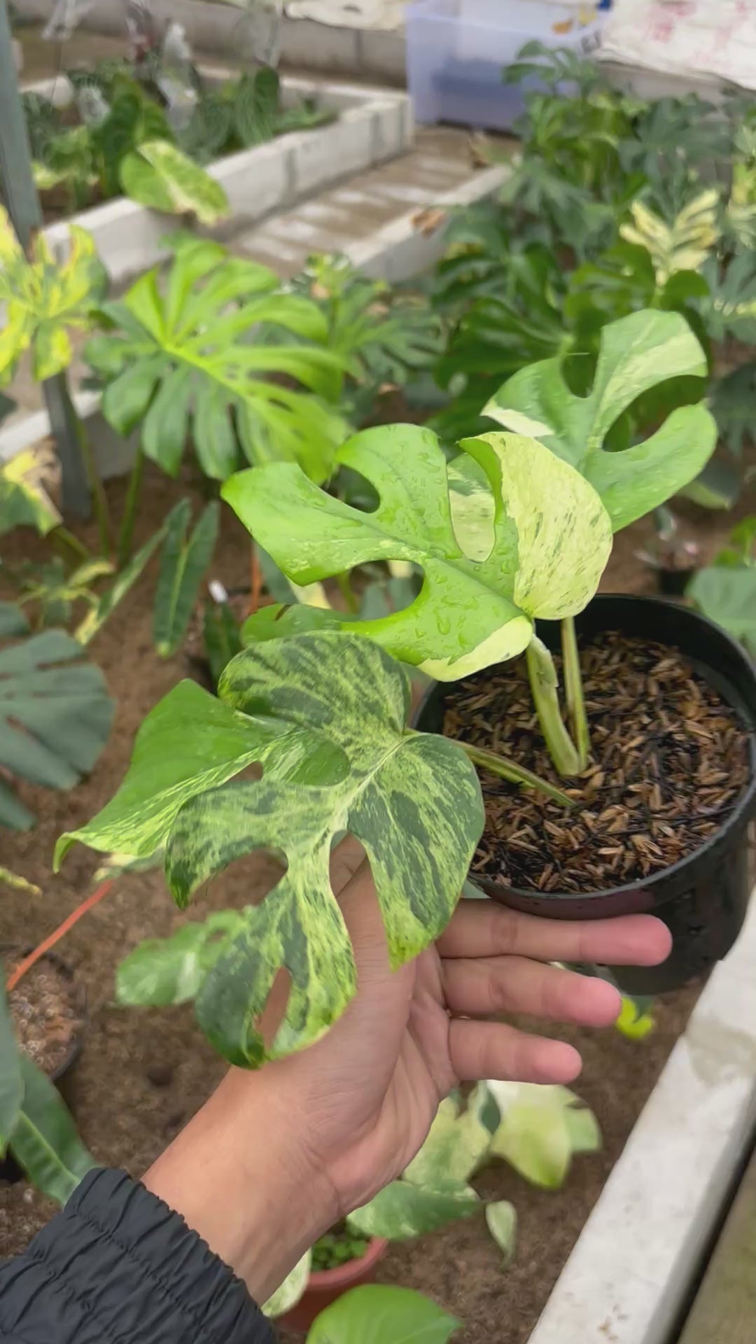 Rhaphidophora tetrasperma migma variegated