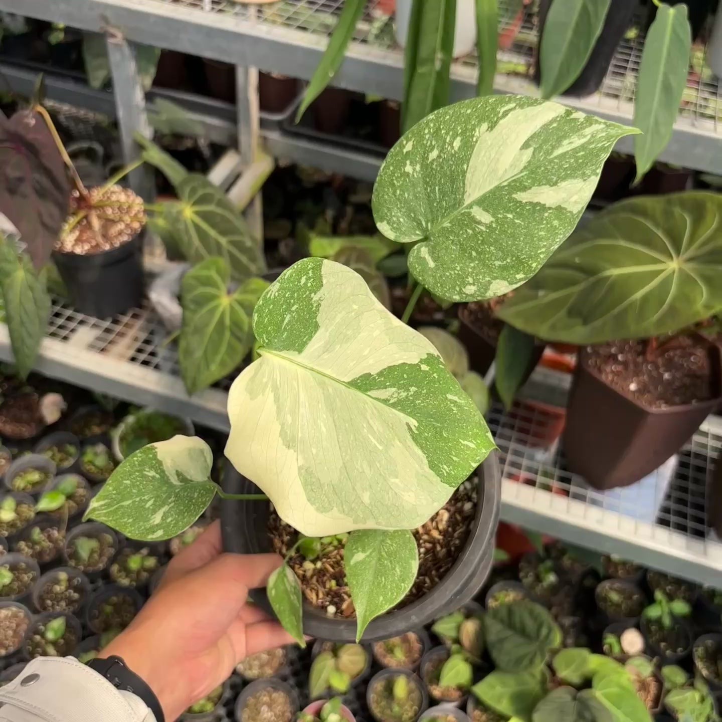 Monstera white snow variegated