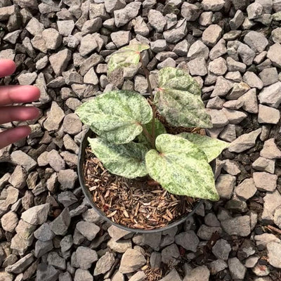 Piper sylvaticum variegated