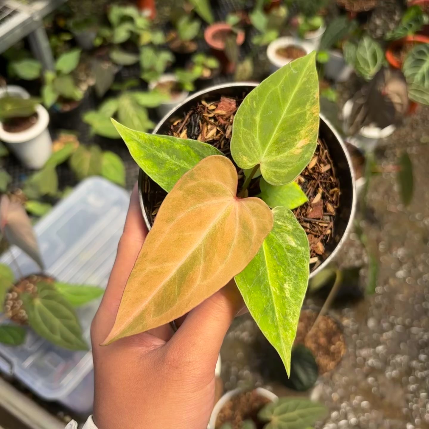 Anthurium papillilaminum pink variegated x KOS (King Of Spades)