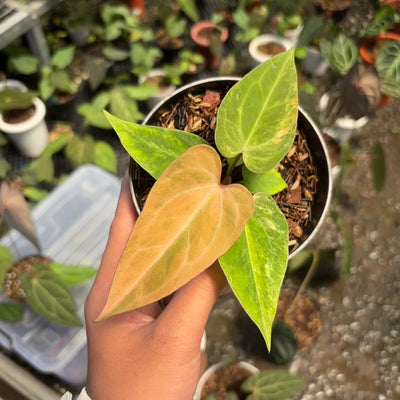 Anthurium papillilaminum pink variegated x KOS (King Of Spades)