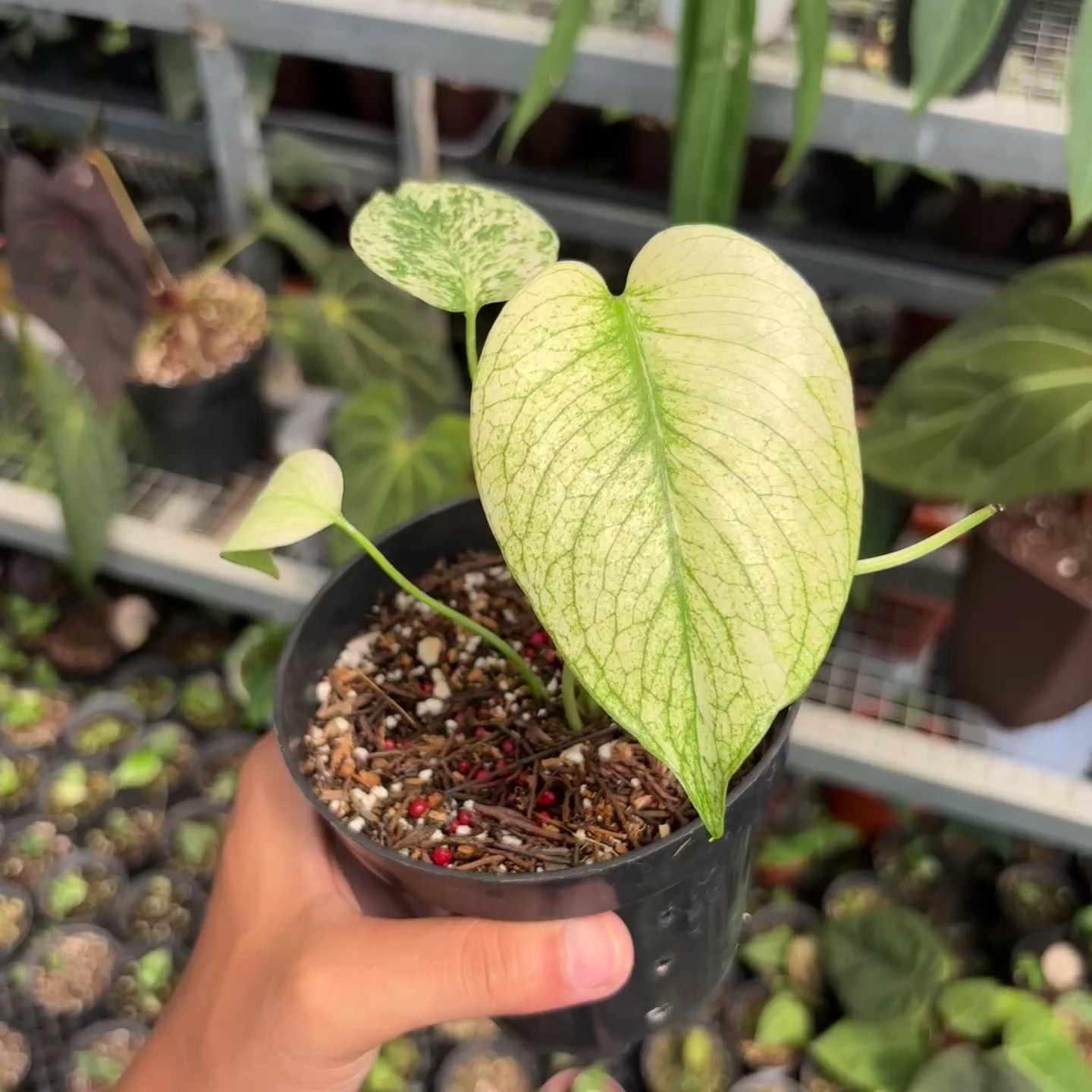 Monstera silver star variegated