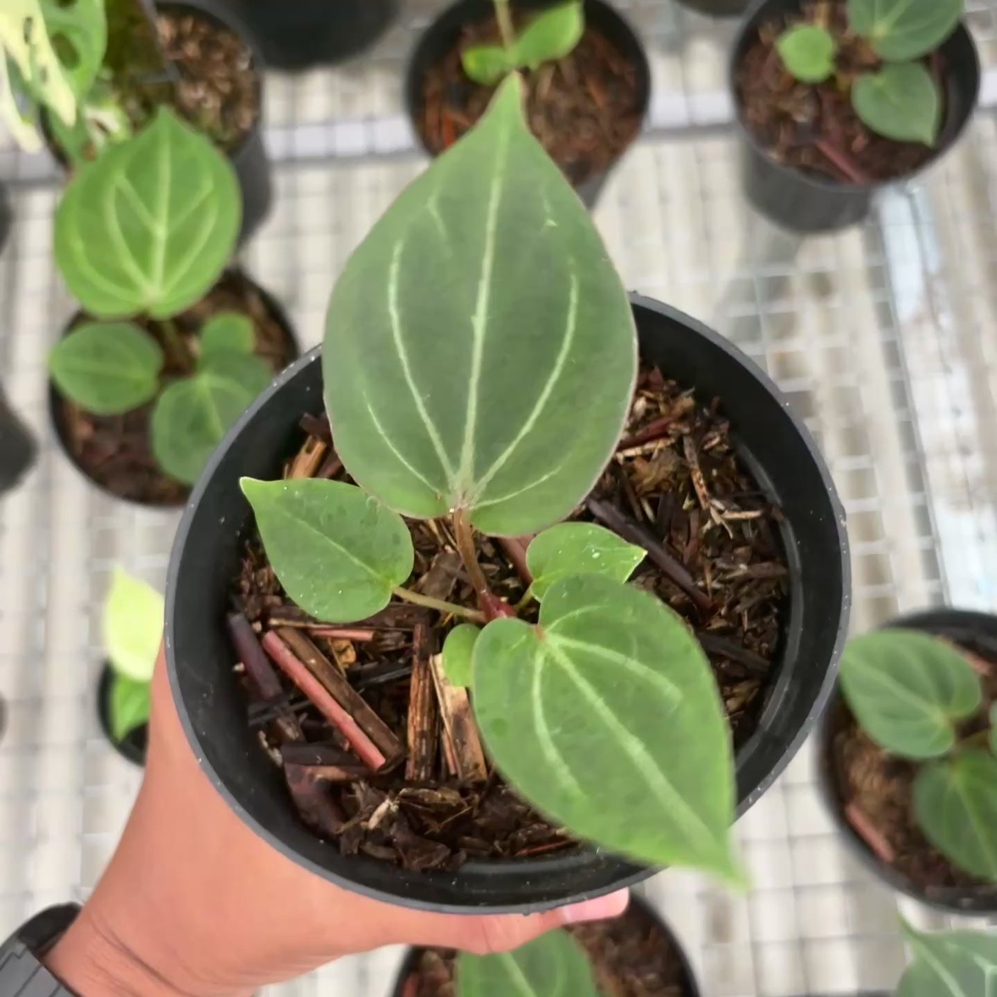 Anthurium king of spades - seedling