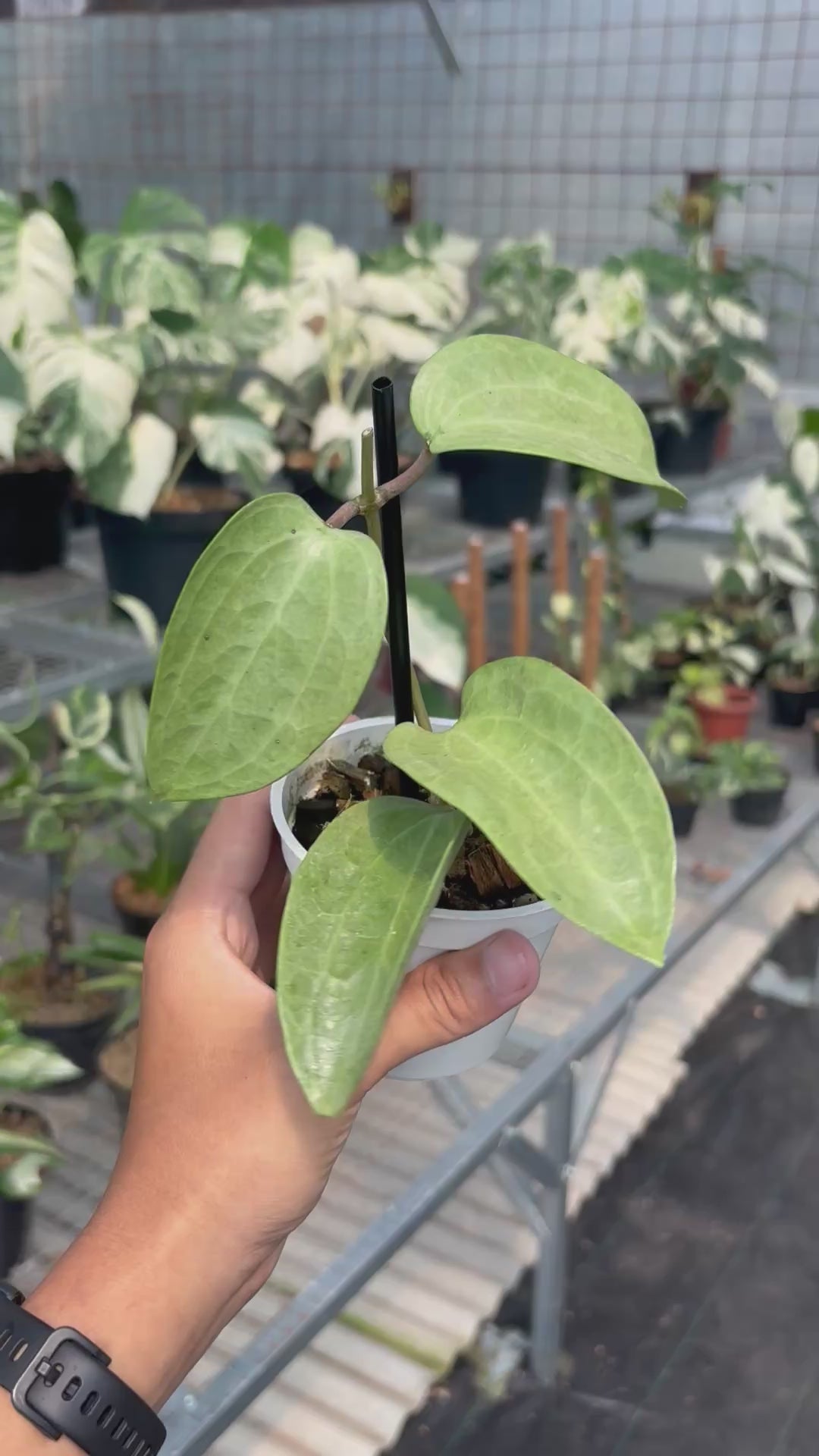 Hoya latifolia silver