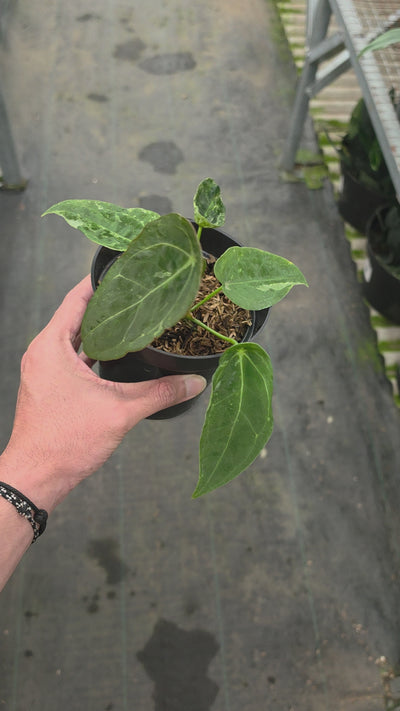 Anthurium forgetii variegated