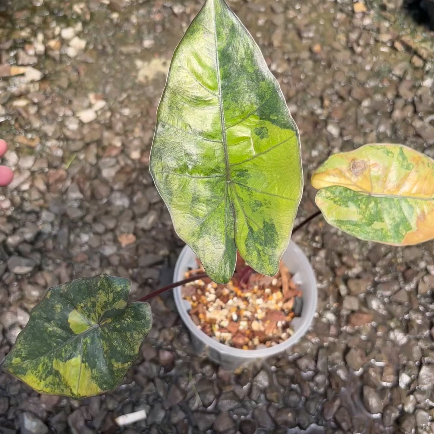 Alocasia yucatan golden aurea veriegated