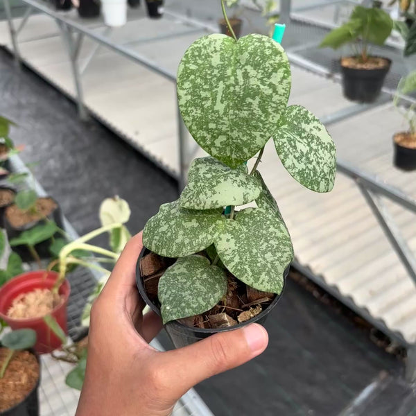 Hoya cinnamomifolia x imbricata