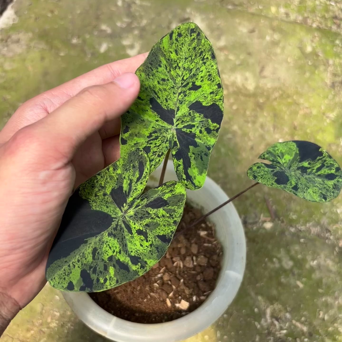 Colocasia esculenta midori sour