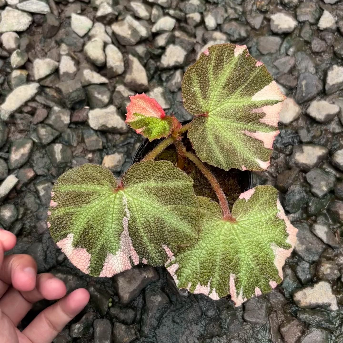 Begonia soli mutata variegated