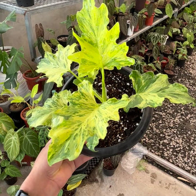 Thaumatophyllum dragon fire variegated