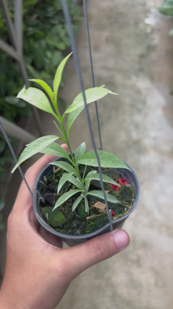 Hoya irisae silver