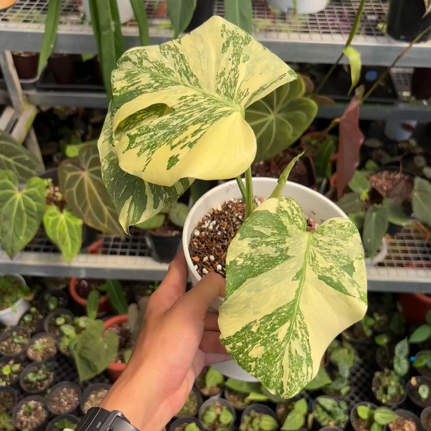 Monstera creme brulee - high variegation