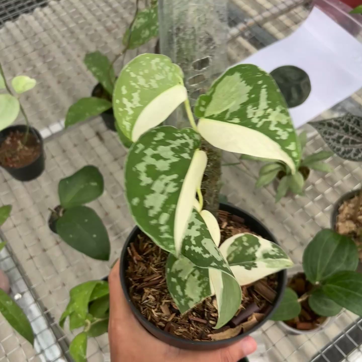 Scindapsus argyraeus albo variegated