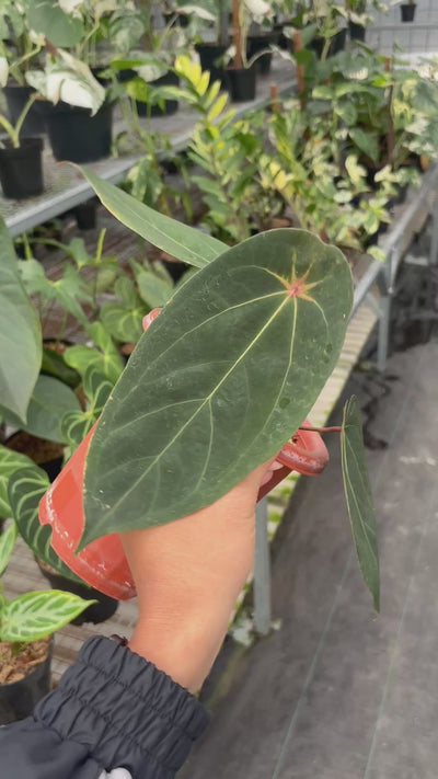 Anthurium Red Spider