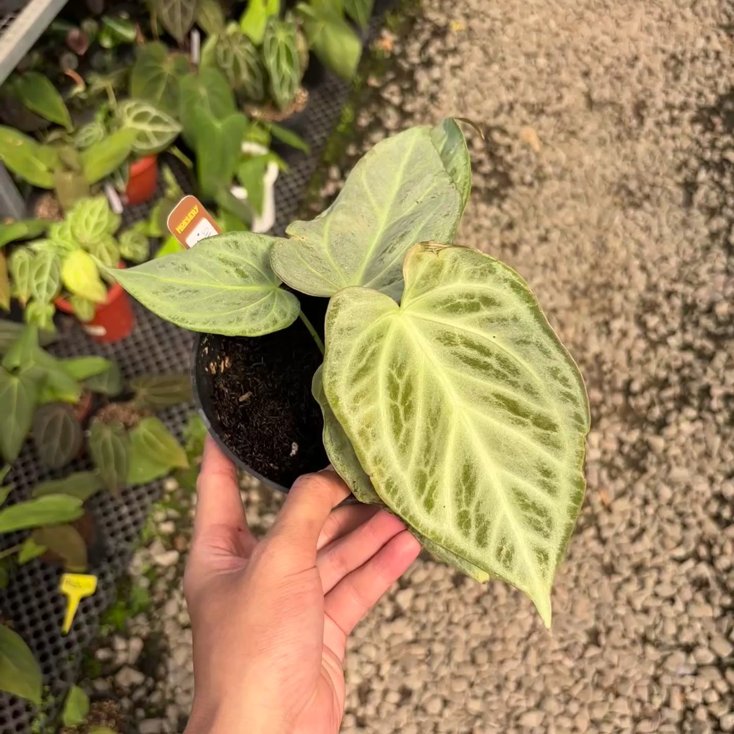 Anthurium silver chrome - full silver