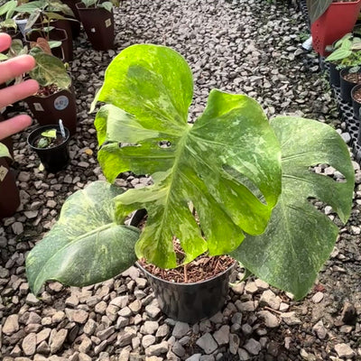 寒波sale超レアMonstera deliciosa Oceana Monstera oceana contorted