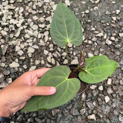 best fertiliser for fiddle leaf fig Easy Peasy Fiddle Leaf Fig Plant Food 6-2-4, Fast-Acting Houseplant Fertilizer For Ficus Ly main image 1