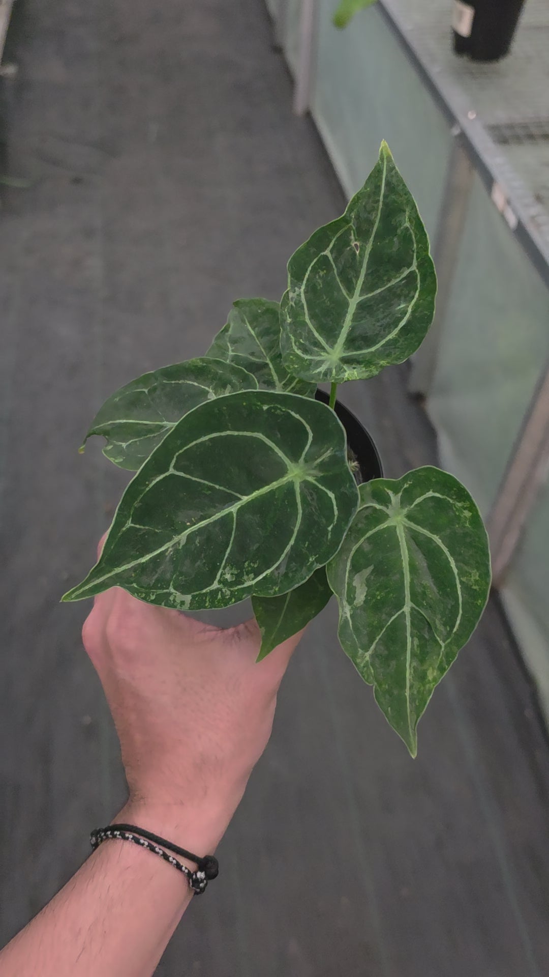 Anthurium forgetii variegated x papilaminum