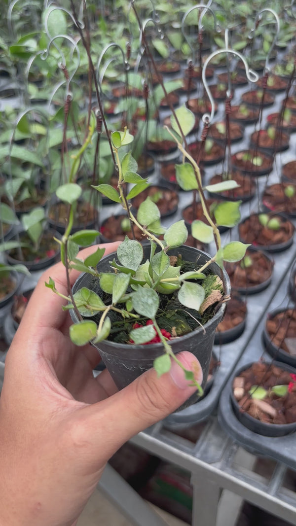 Hoya Curtisii Variegated