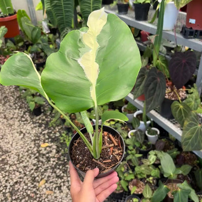 Monstera white lava