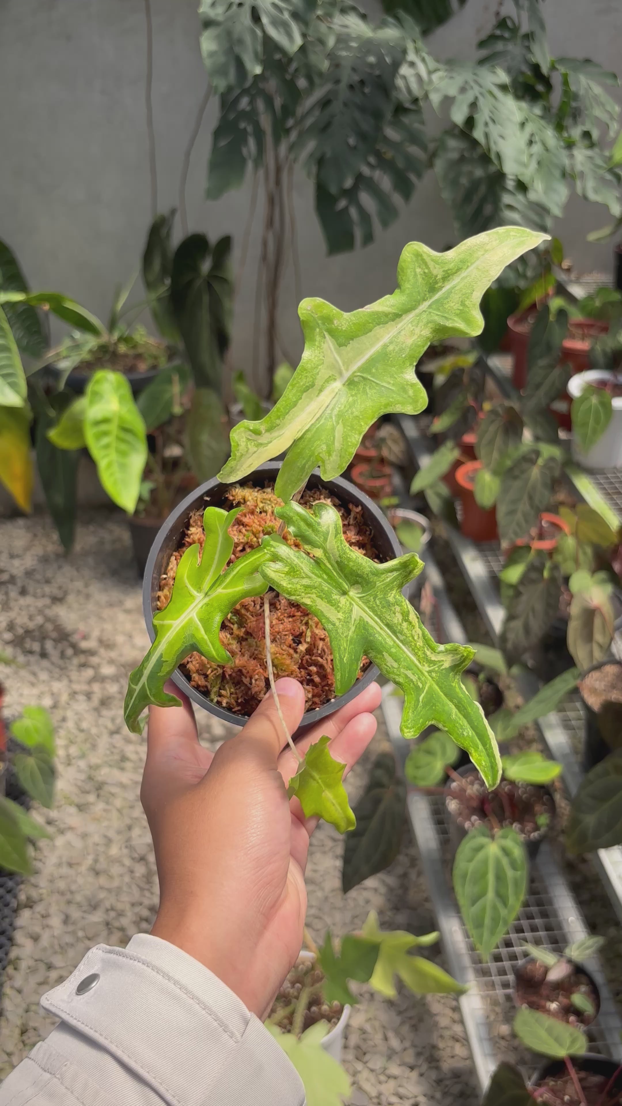 Alocasia Portei Aurea コーム Alocasia Portei Aurea Variegated (wk17-UL) *Corming Size* – Rare