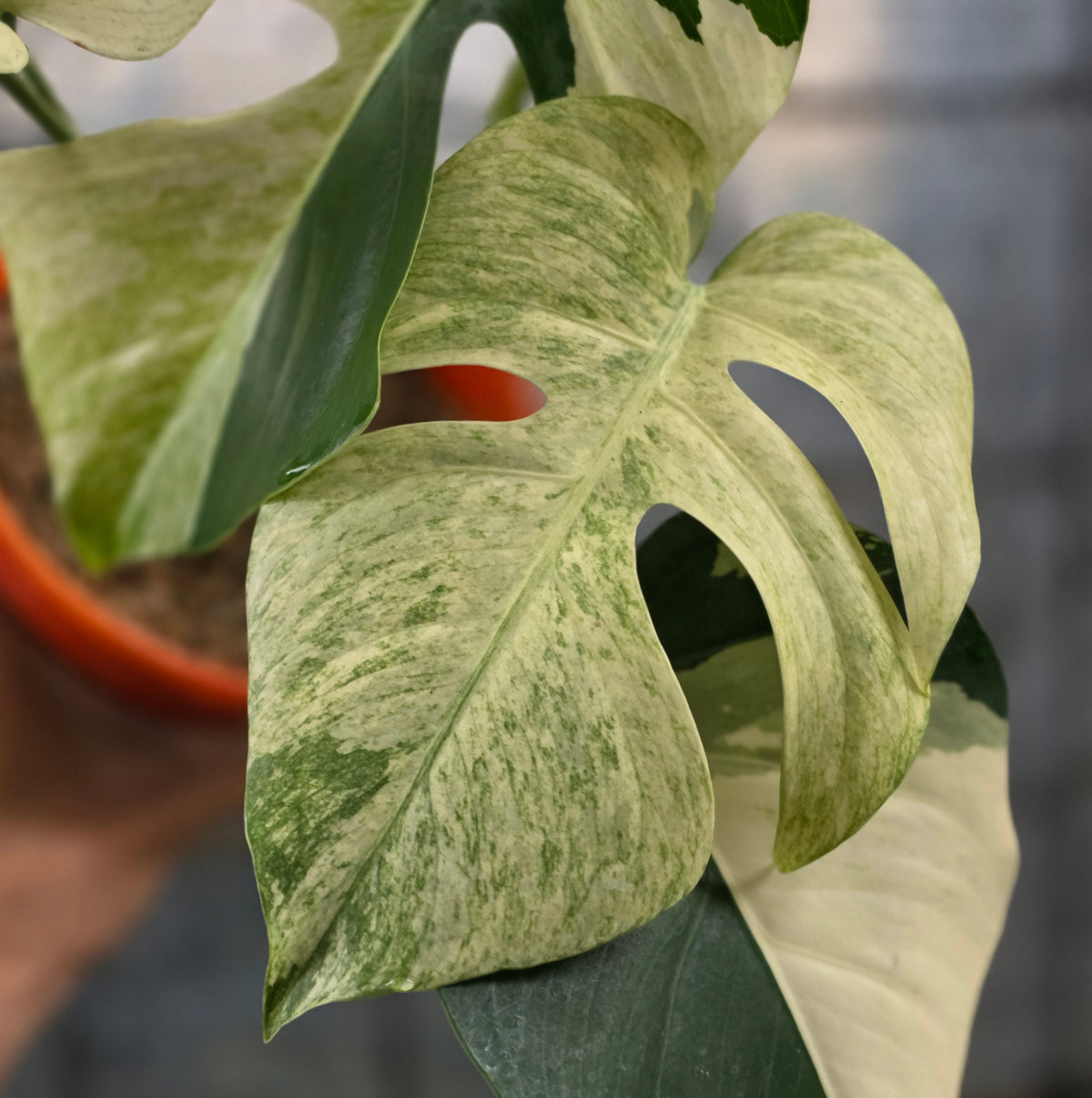 Monstera mint variegated