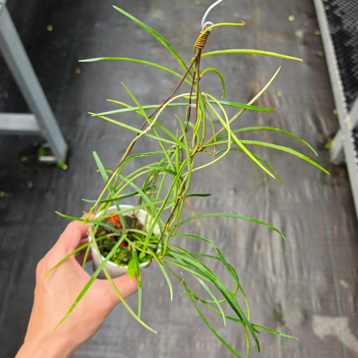 Hoya acicularis
