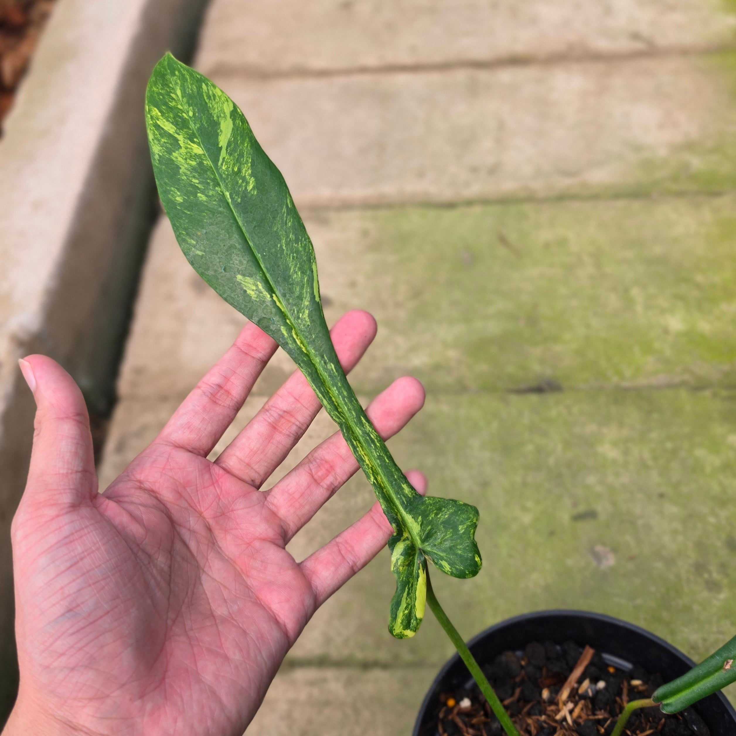 Philodendron joepii variegated