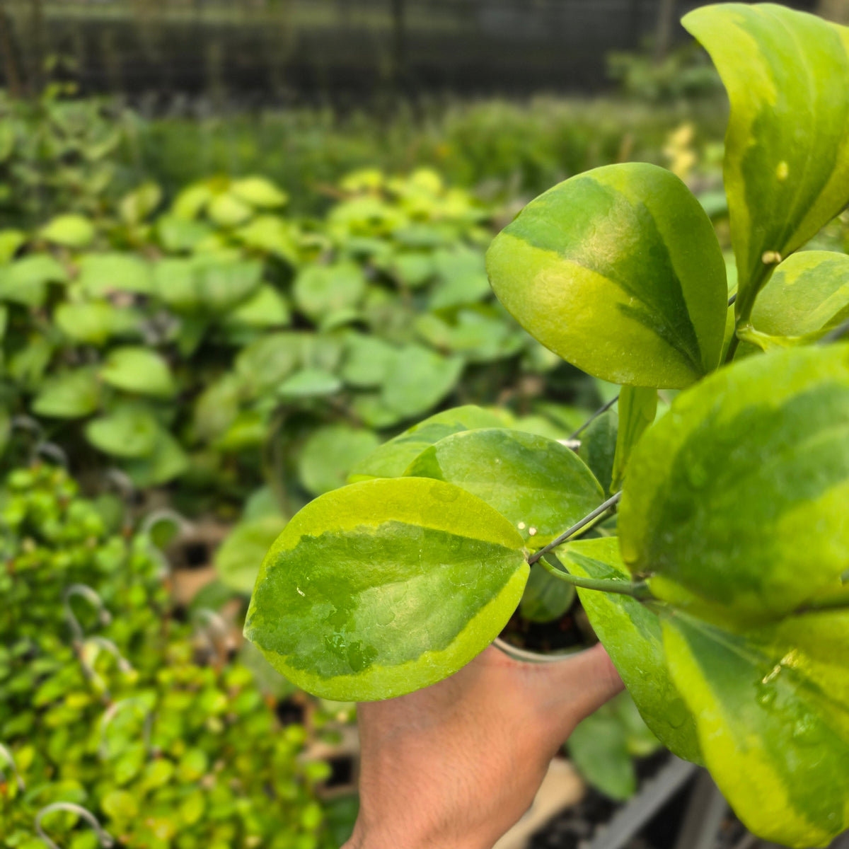 Hoya anulata 'Verdora'