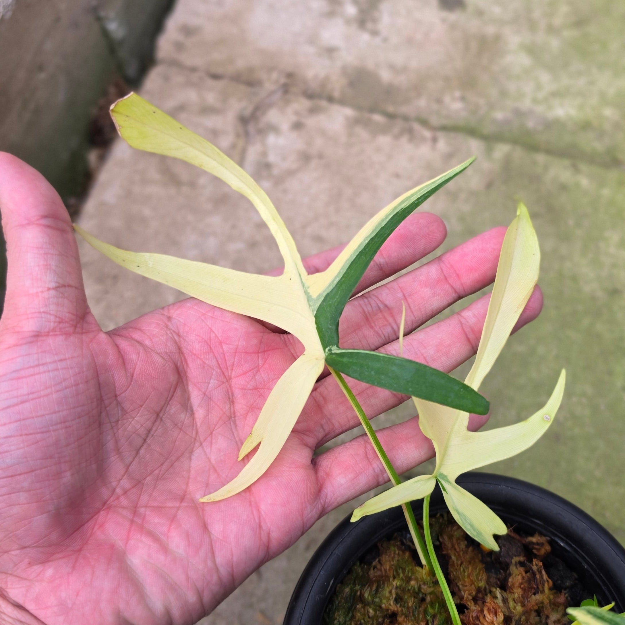 Philodendron Florida Beauty x Polypodioides Variegated