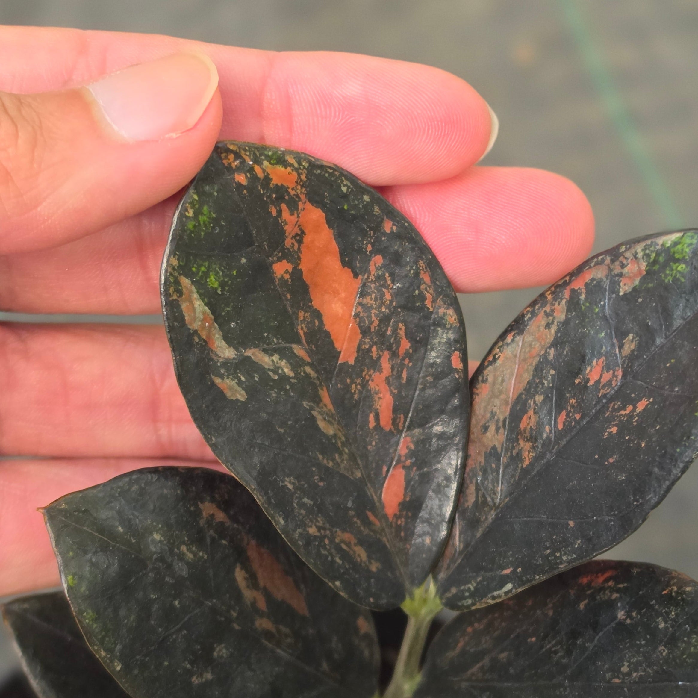 Zamioculcas zamiifolia 'Raven' Variegated