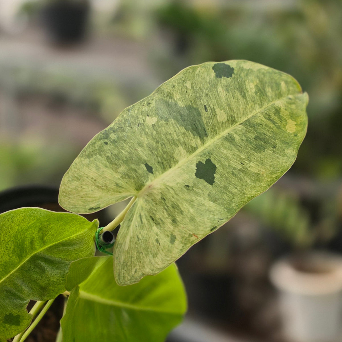 Philodendron burle marx mint variegated