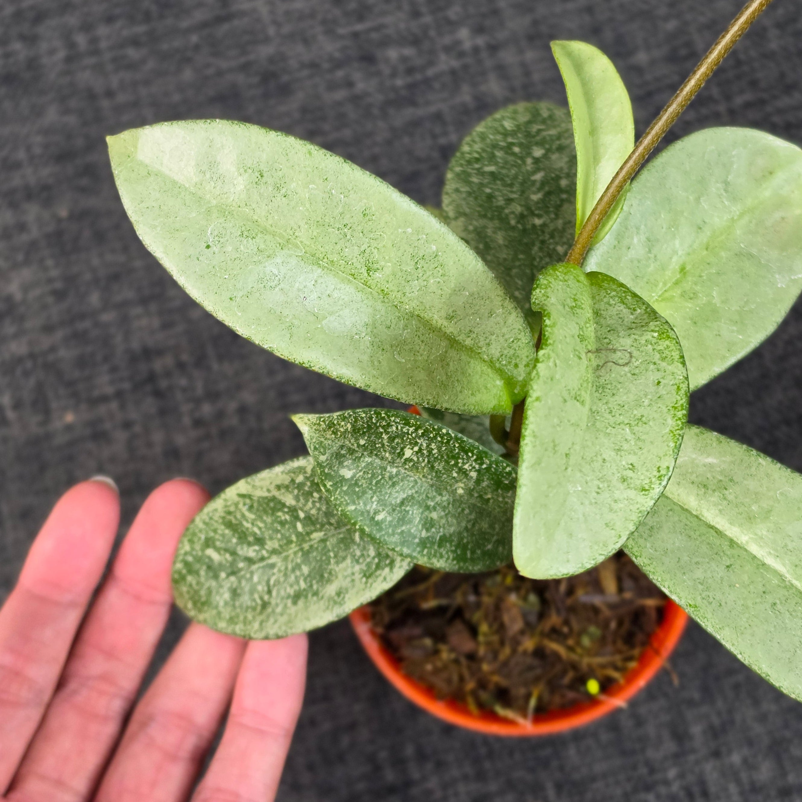 Hoya carnosa 'Nova Ghost'