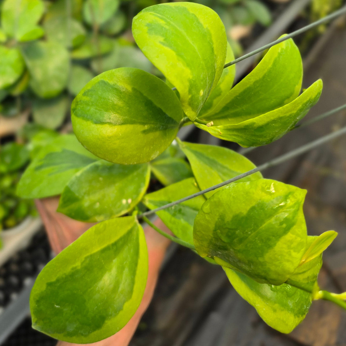 Hoya anulata 'Verdora'