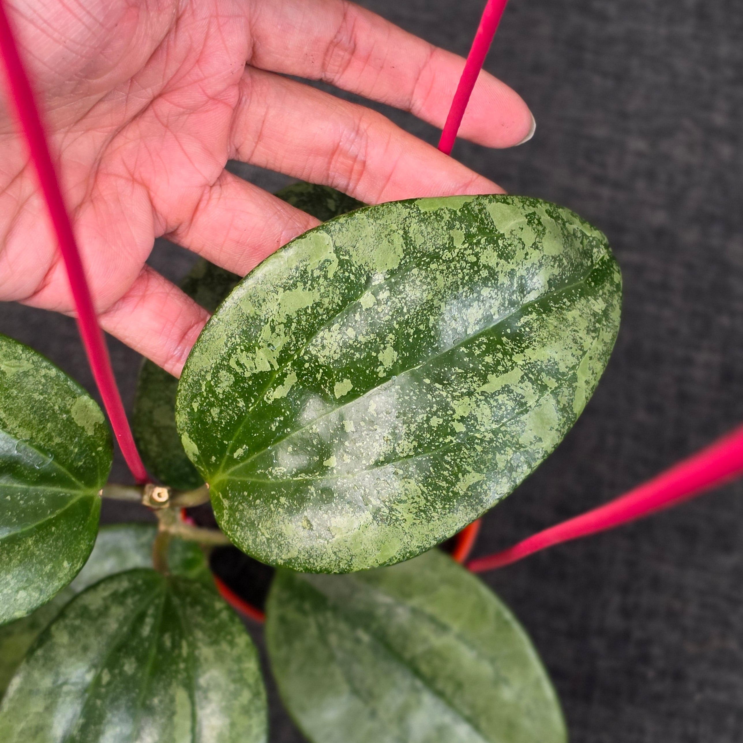 Hoya latifolia 'Rimba Perak'