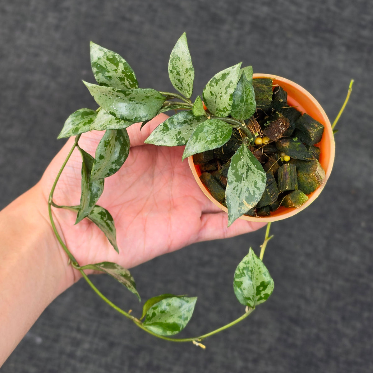 Hoya lacunosa 'Green Flame'