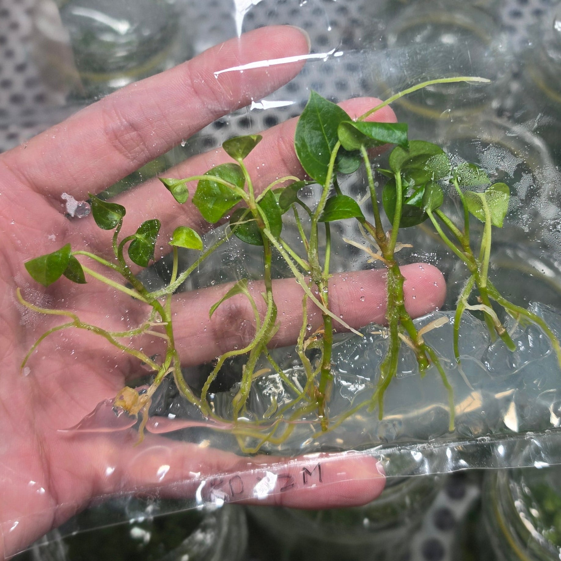 Anthurium red devil x zara michelle - Tissue culture