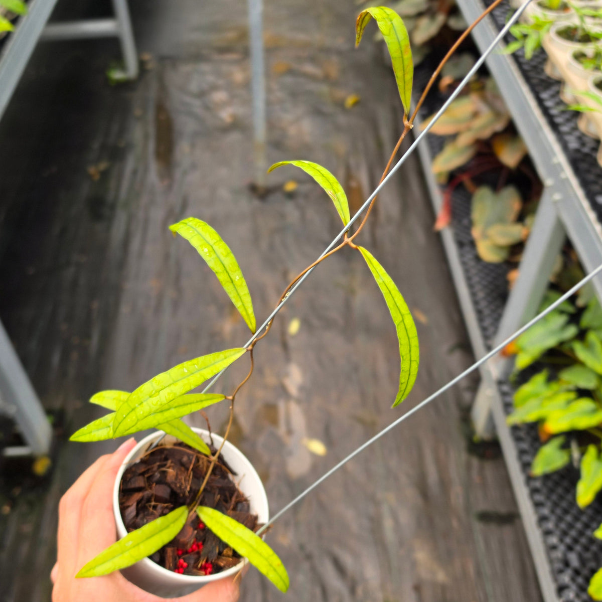 Hoya aff. callistophylla ‘Jungle Spear’