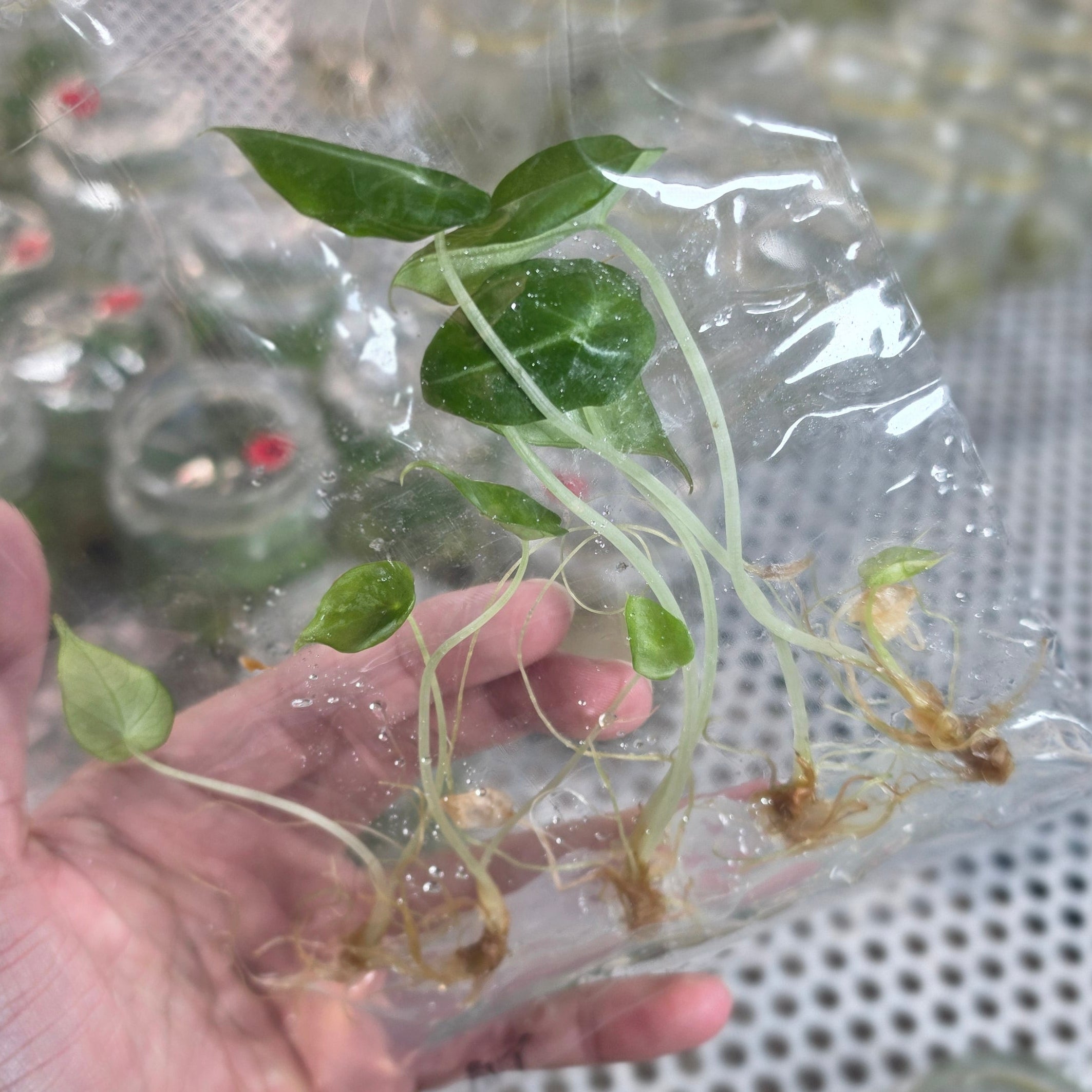 Alocasia black velvet - Tissue culture