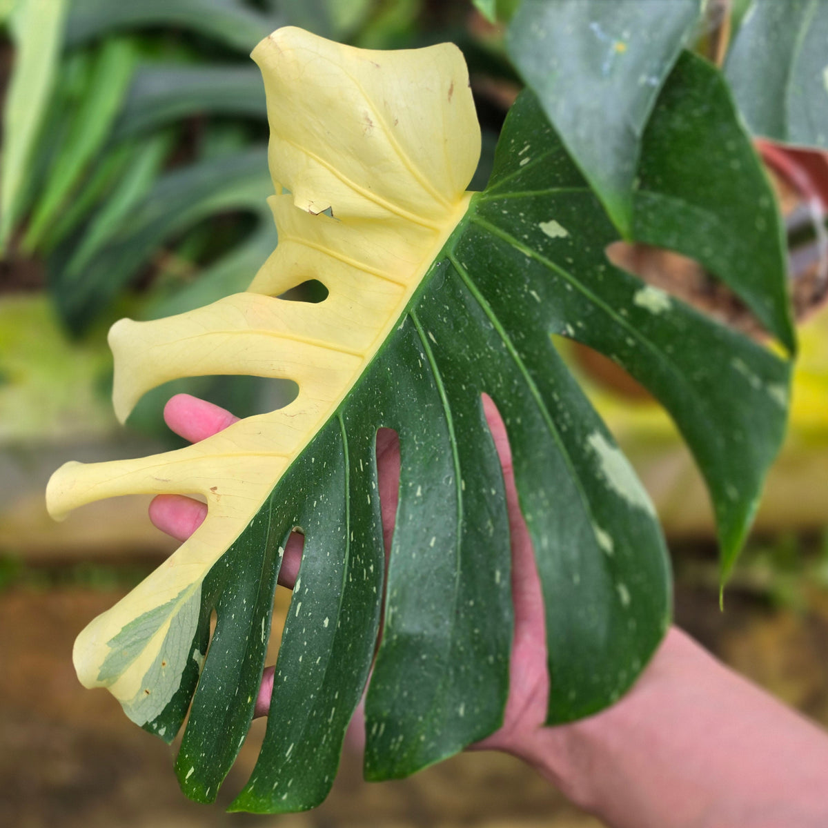 Monstera Deliciosa 'Casper'