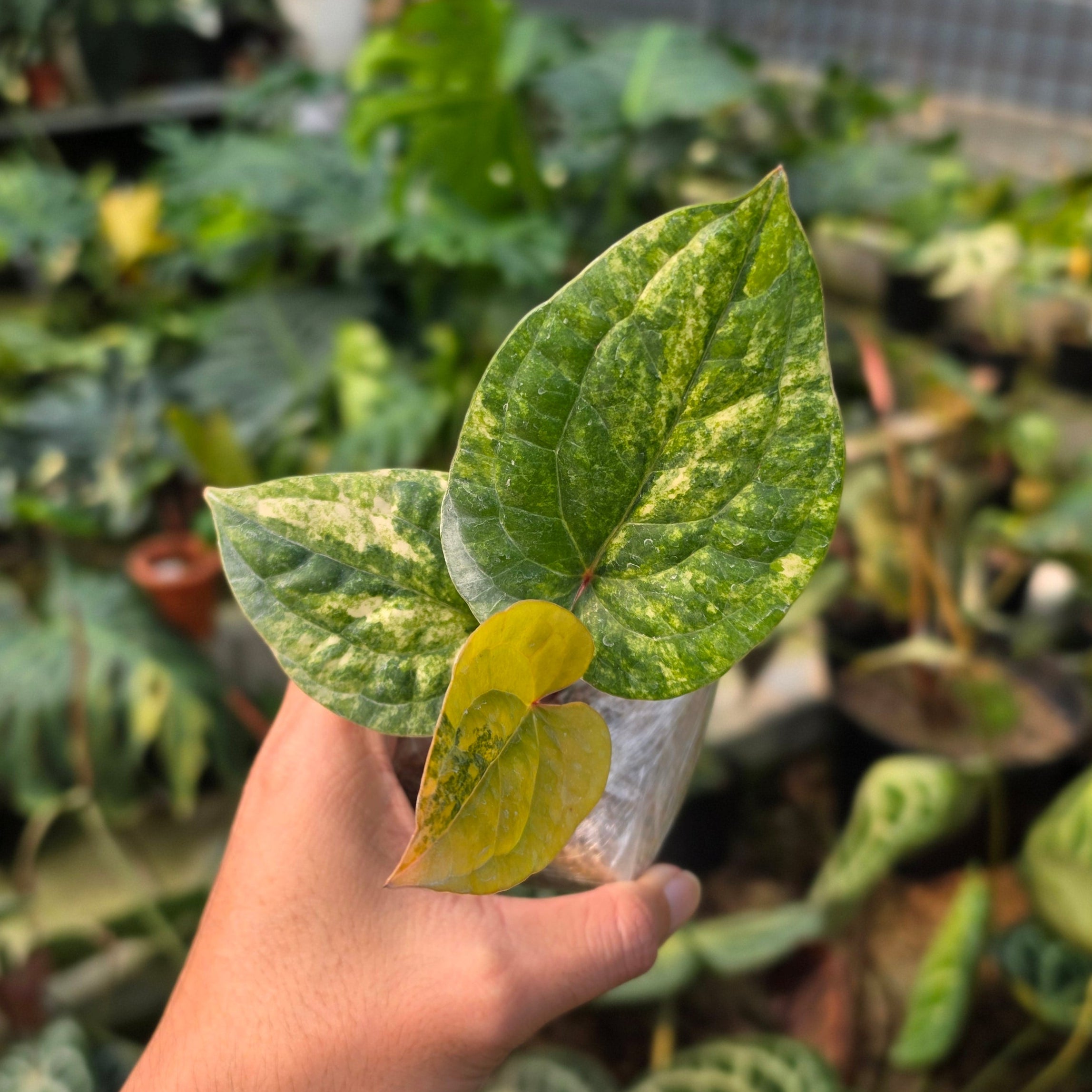 Anthurium Radicans variegated