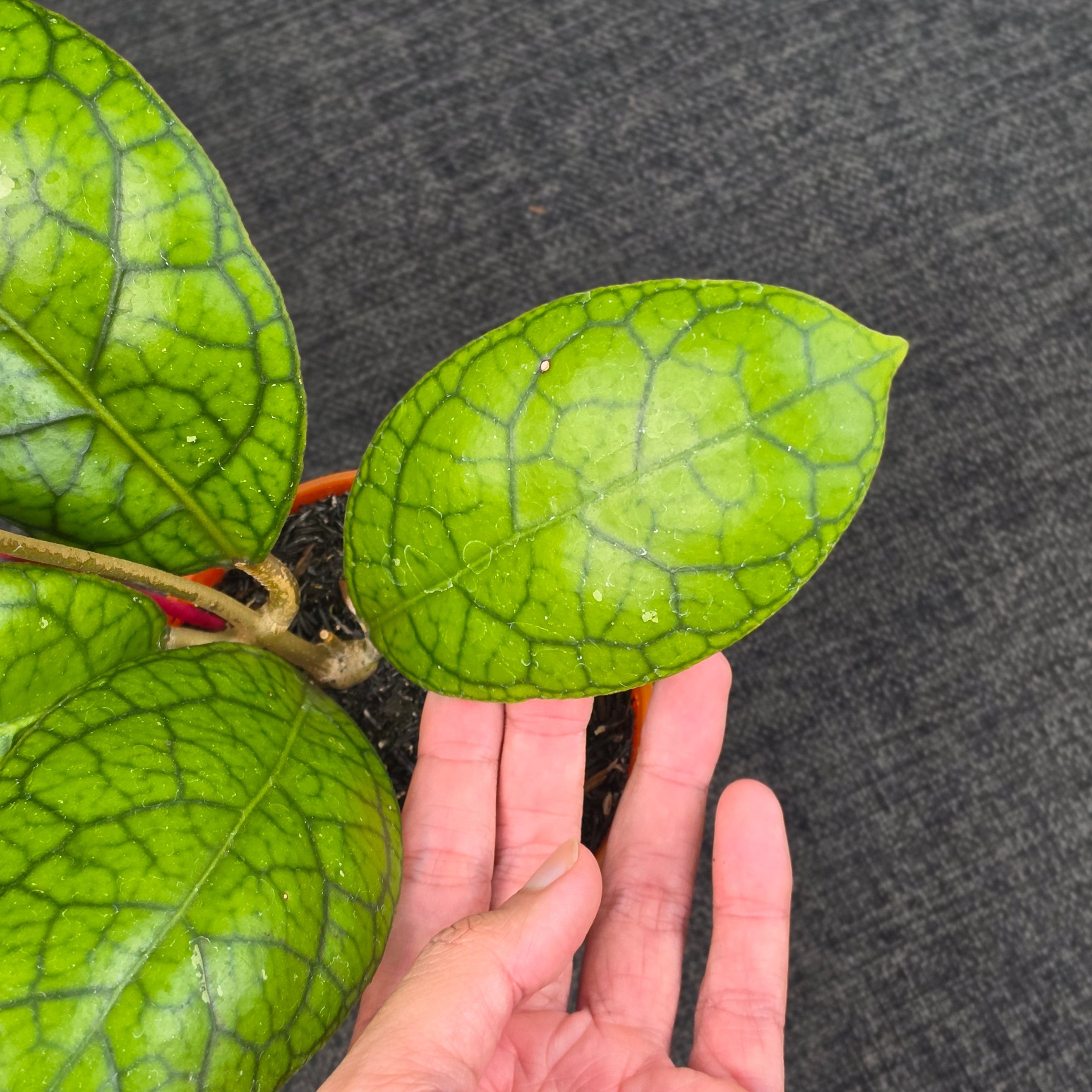 Hoya callistophylla × 'Tanggamus'
