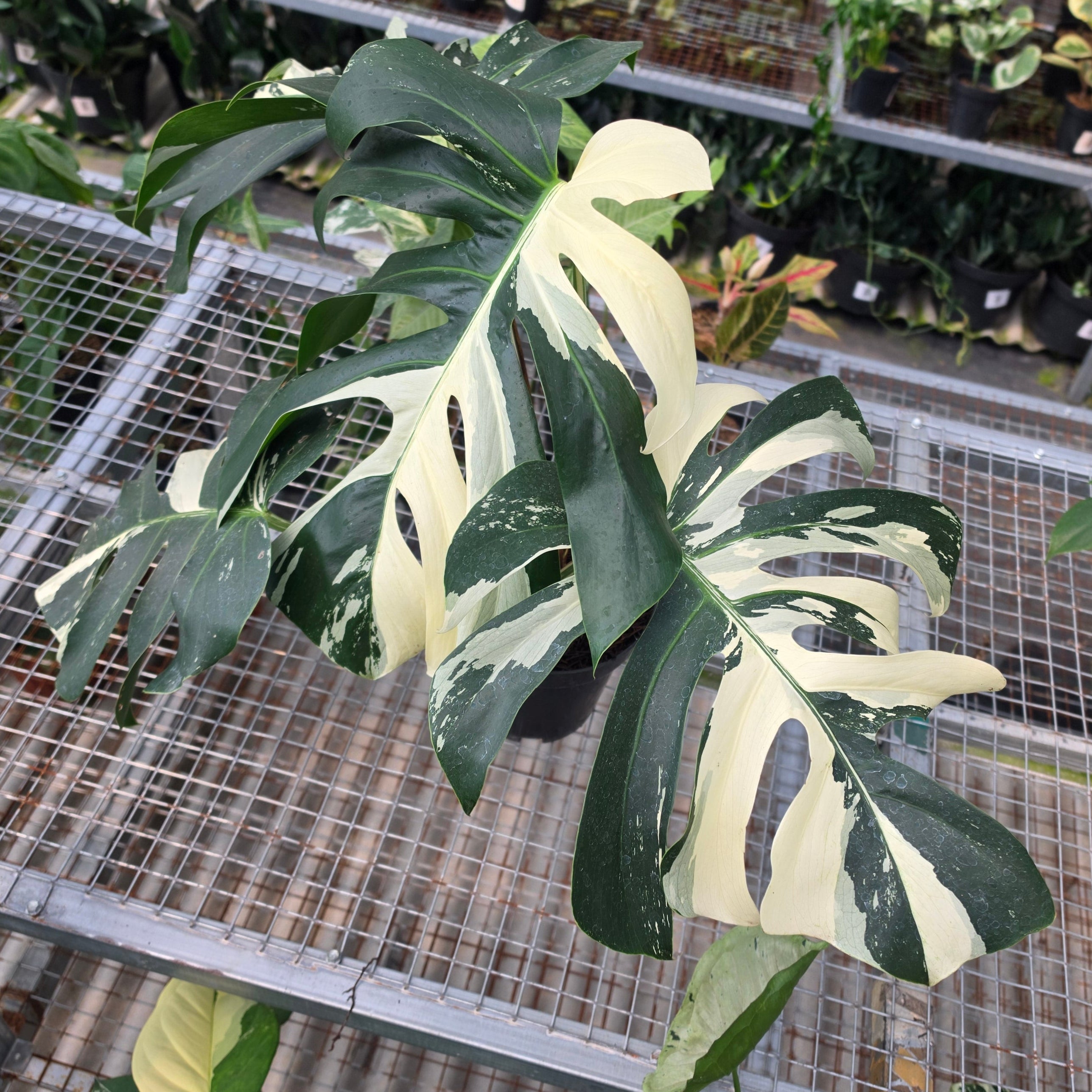 RP Monstera Jungle mint noid - AM01-08